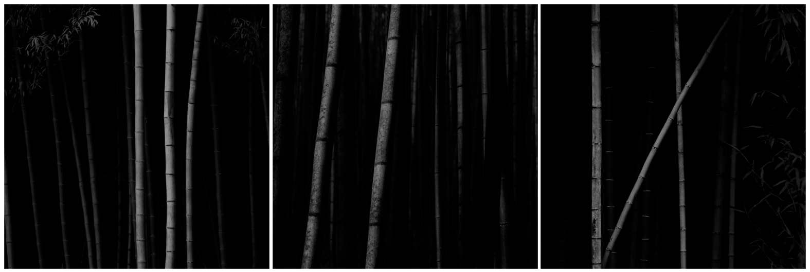 Bamboo Series